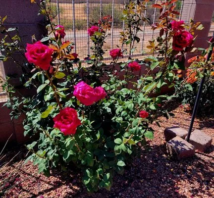 Garfield's Hunney-Dew