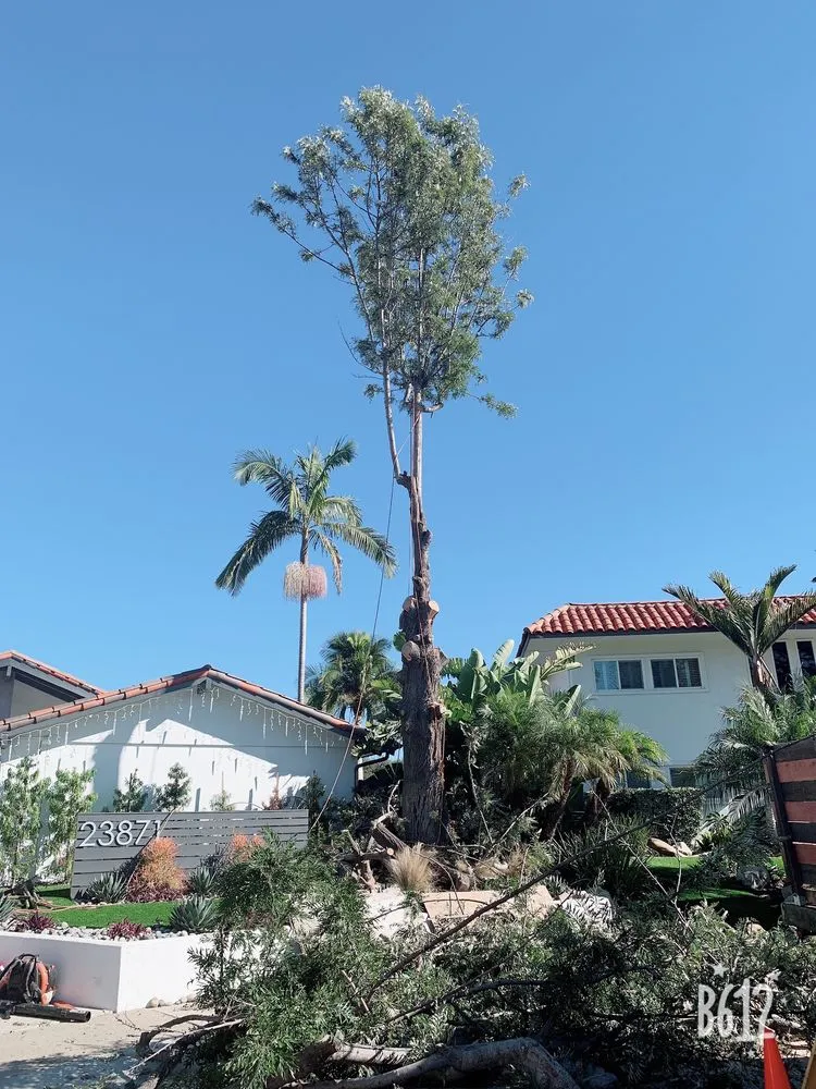 Top-rated yard maintenance experts serving Santa Ana, CA - Garlíf Landscaping & tree service