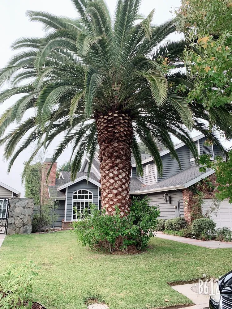 Trusted landscape design in Santa Ana, CA by Garlíf Landscaping & tree service