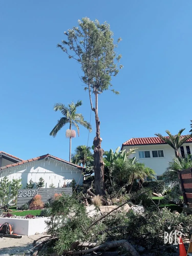Affordable landscaping services in Santa Ana, CA - Garlíf Landscaping & tree service