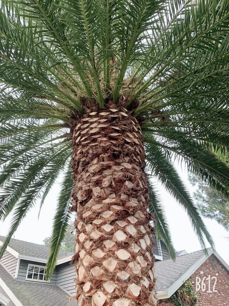 Professional outdoor landscaping in Santa Ana, CA - Garlíf Landscaping & tree service