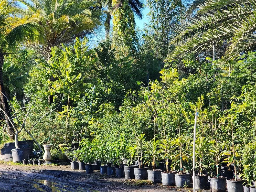 Affordable yard maintenance in Davie, FL by Garmizos