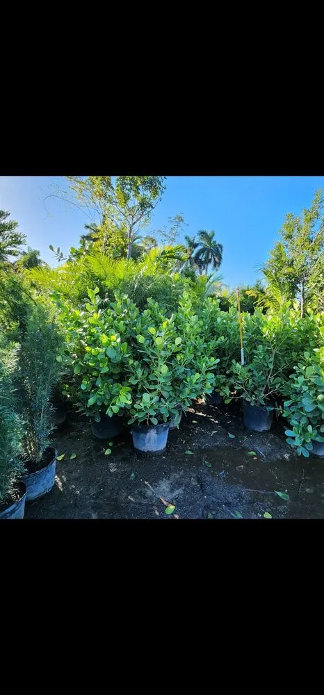 Local landscape installation in Davie, FL - Garmizos