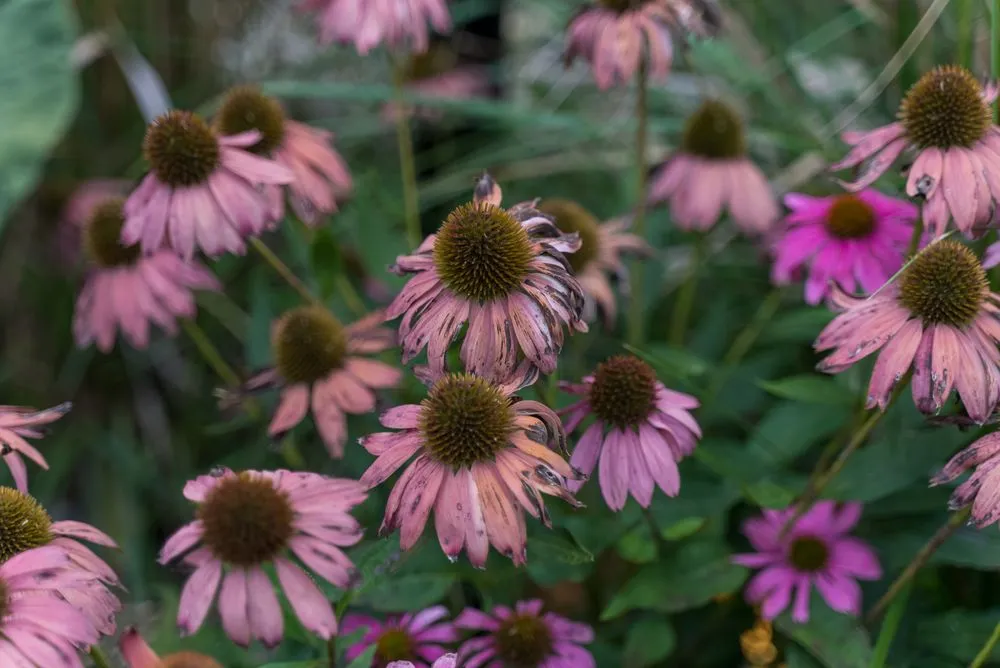 Custom outdoor landscaping in Dunkirk, MD - Garner Exteriors