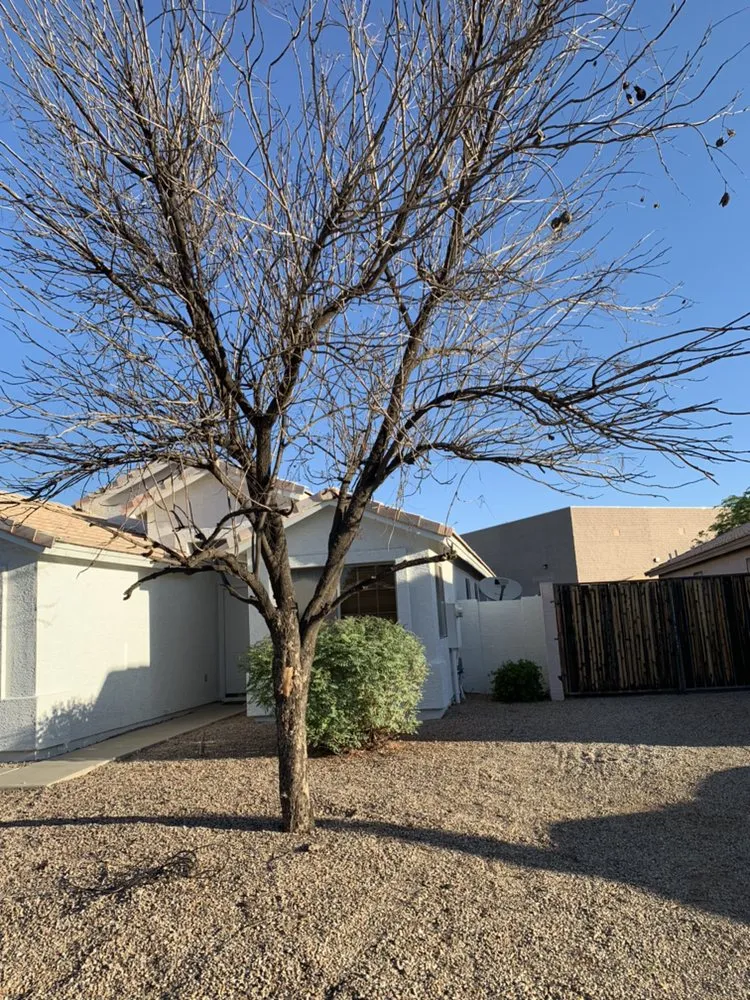 Reliable lawn care service in Mesa, AZ - Garnicas Landscaping