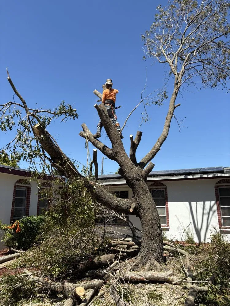 Professional yard cleanup service for homes in Davie, FL by Garçon Outdoor Services