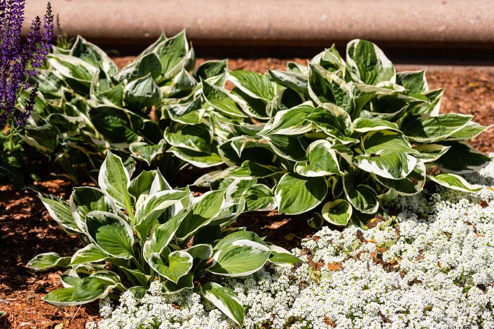 Affordable yard cleanup service near you in Malden, MA by Garrick-Santo Landscape Co.