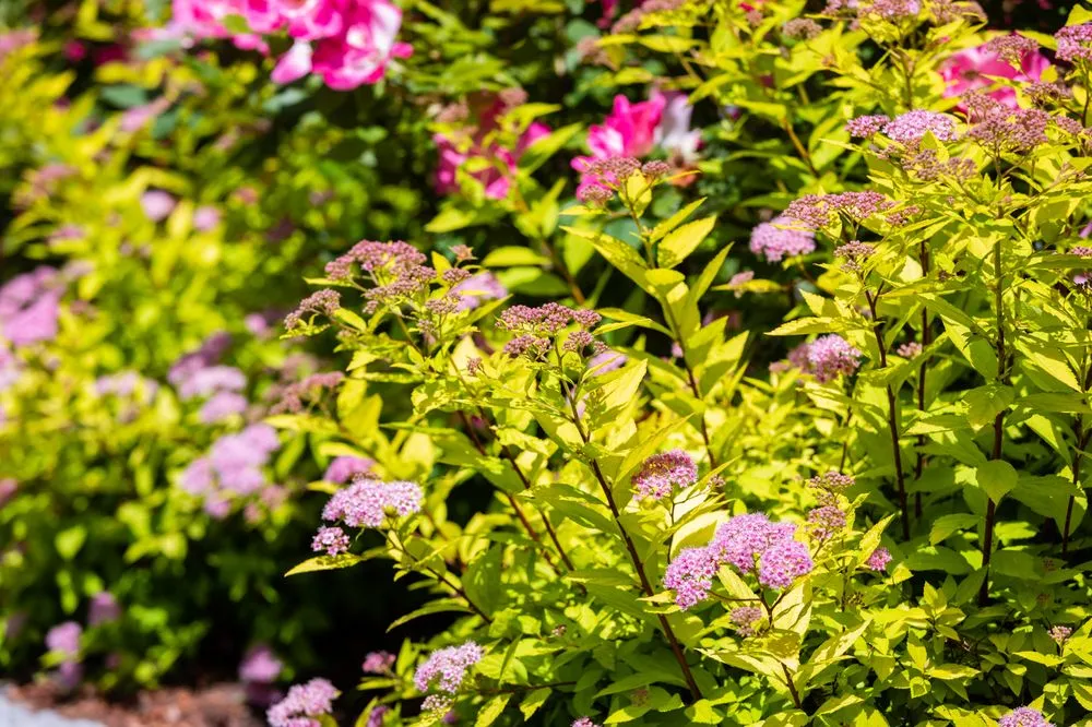 Expert landscaping services for year-round maintenance in Malden, MA by Garrick-Santo Landscape Co.