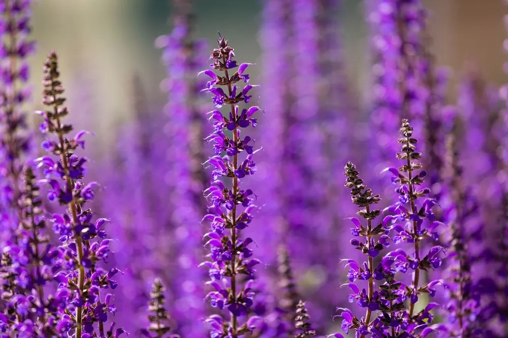 Affordable outdoor landscaping for residential properties in Malden, MA by Garrick-Santo Landscape Co.