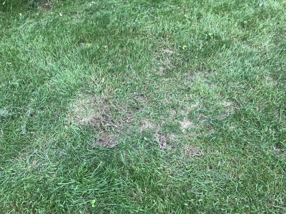 Reliable lawn care service in Lee, MA by Gary O'Brien Property Services