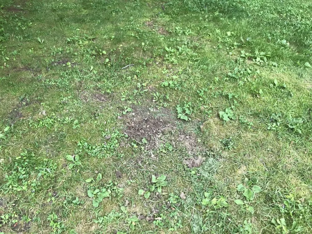 Professional lawn care service in Lee, MA by Gary O'Brien Property Services