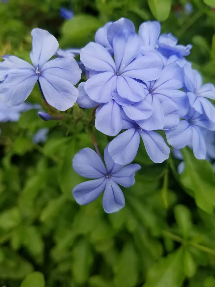 Local yard cleanup service for homes across Gulf Breeze, FL - Gary Smith's Lawns Plus