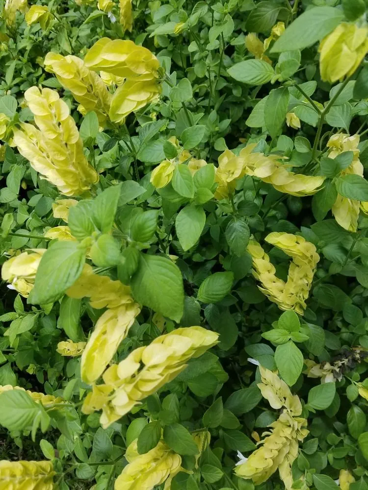 Expert lawn care service in Gulf Breeze, FL by Gary Smith's Lawns Plus