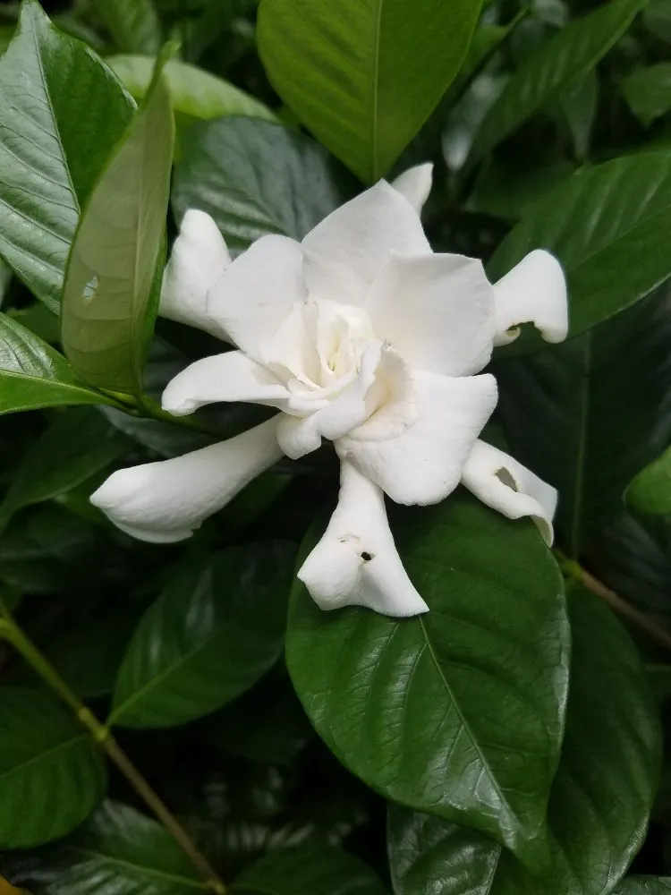 Expert lawn mowing service for year-round maintenance across Gulf Breeze, FL - Gary Smith's Lawns Plus