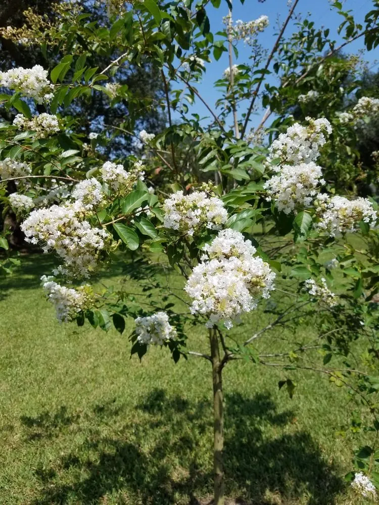 Top-rated landscape installation in Gulf Breeze, FL - Gary Smith's Lawns Plus