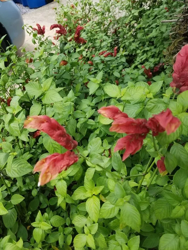 Expert landscape installation in Gulf Breeze, FL - Gary Smith's Lawns Plus