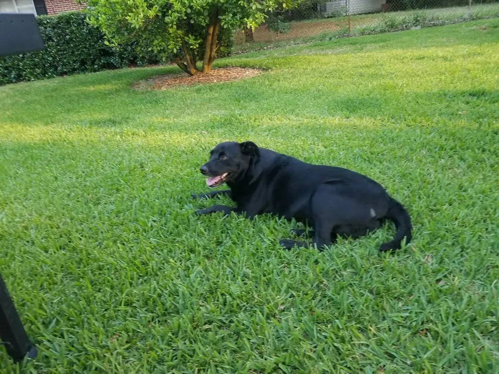 Expert residential landscaping in Gulf Breeze, FL - Gary Smith's Lawns Plus