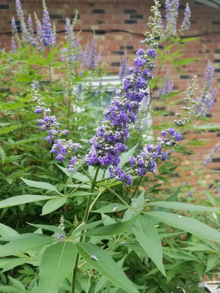 Custom outdoor landscaping in Gulf Breeze, FL by Gary Smith's Lawns Plus