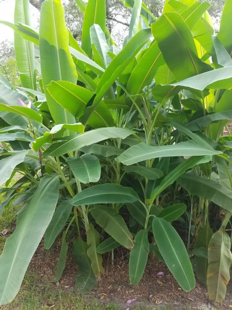 Top-rated residential landscaping in Gulf Breeze, FL by Gary Smith's Lawns Plus