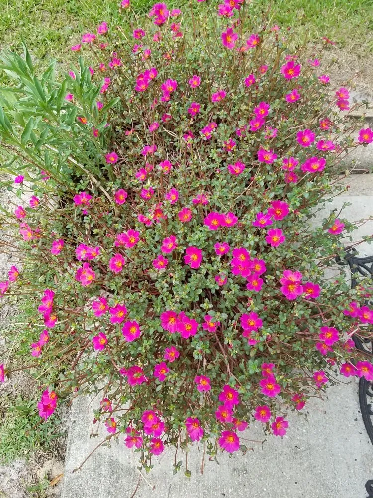 Custom garden landscaping experts serving Gulf Breeze, FL - Gary Smith's Lawns Plus