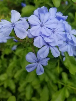 Gary Smith's Lawns Plus Logo