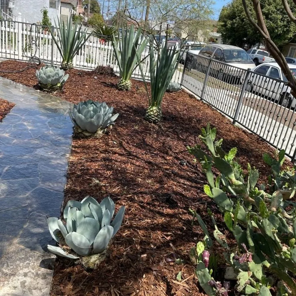 Trusted yard maintenance in Manhattan Beach, CA by Gary stevents landscape