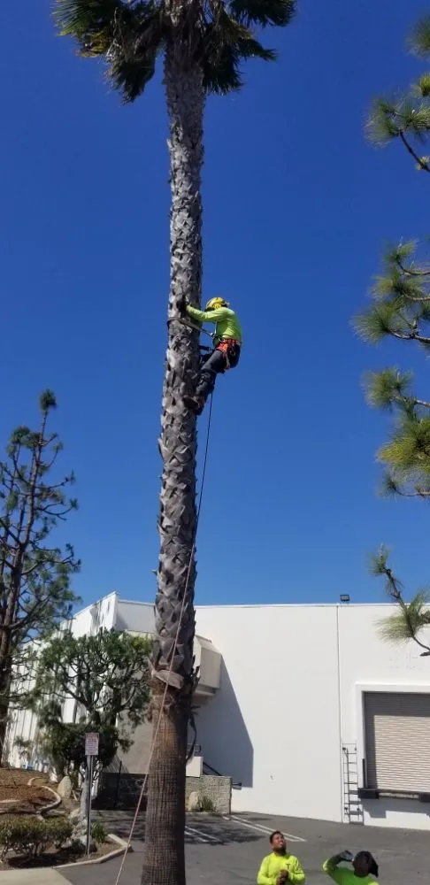 Top-rated lawn care service with custom design in Manhattan Beach, CA by Gary stevents landscape