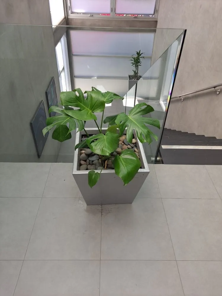 Affordable lawn mowing service in Manhattan Beach, CA by Gary stevents landscape