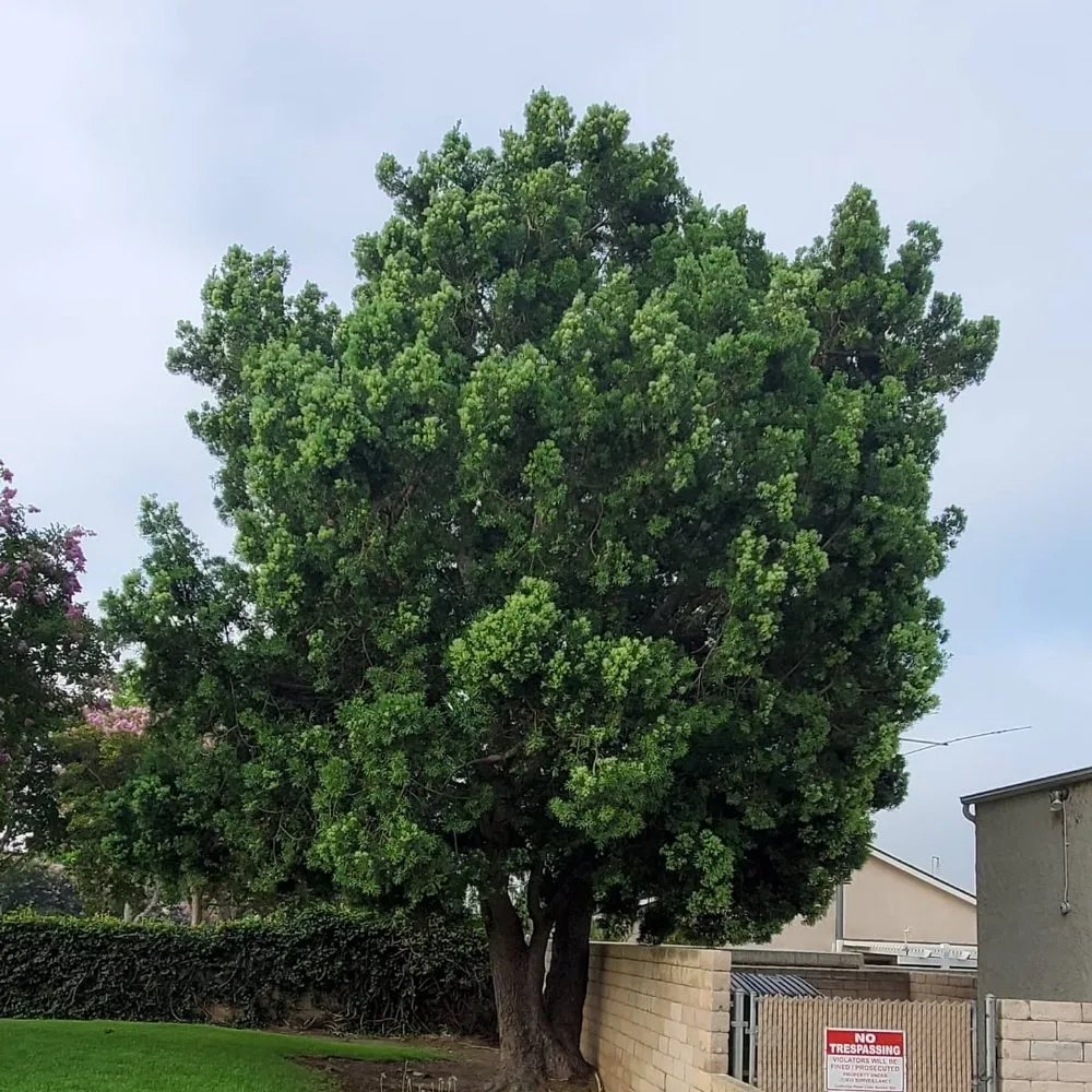 Trusted residential landscaping for year-round maintenance in Manhattan Beach, CA by Gary stevents landscape