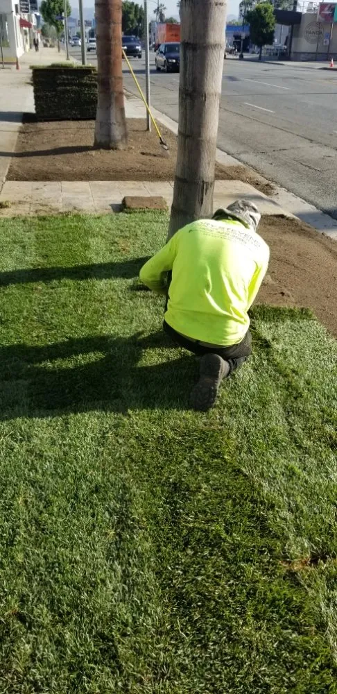 Local landscaping services in Manhattan Beach, CA by Gary stevents landscape