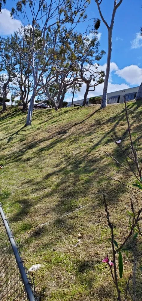 Expert lawn mowing service for year-round maintenance in Manhattan Beach, CA by Gary stevents landscape