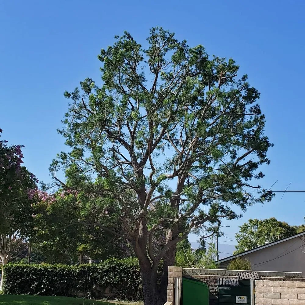 Custom landscape installation experts serving Manhattan Beach, CA - Gary stevents landscape