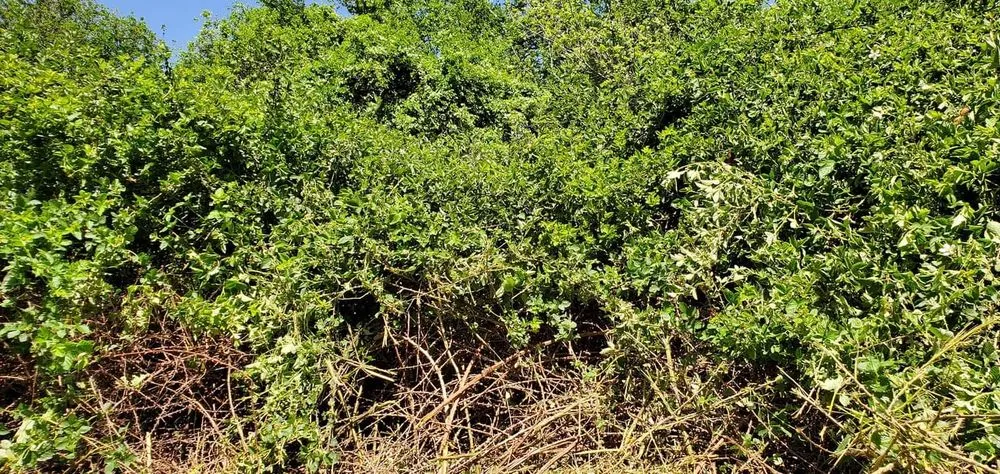 Top-rated landscape design for homes across Floyds Knobs, IN - Garys Brush Cutter Service