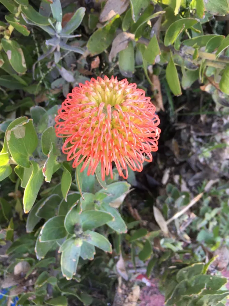 Professional landscape design in Los Angeles, CA - Gary's Greenery