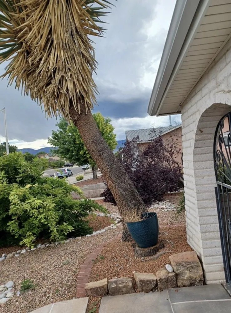 Top-rated outdoor landscaping for beautiful yards in Rio Rancho, NM by Gary's Tree and Yard Services