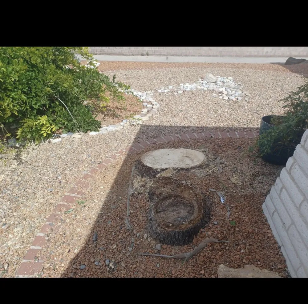 Expert yard cleanup service for year-round maintenance in Rio Rancho, NM by Gary's Tree and Yard Services