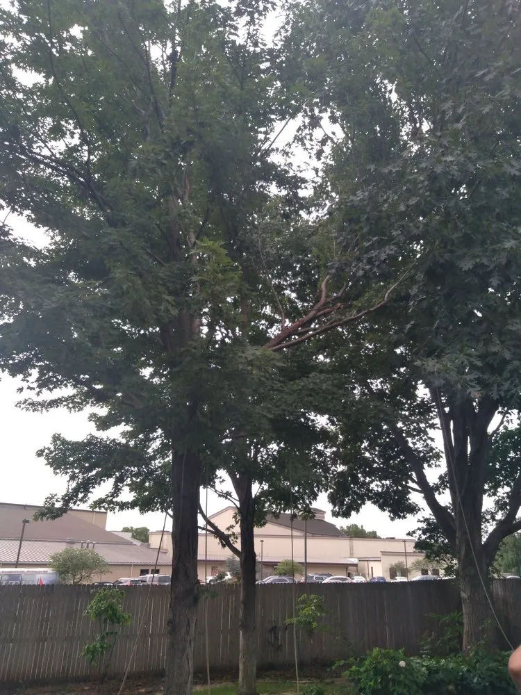 Top-rated yard cleanup service for homes across Claremore, OK - Gary's Tree Service