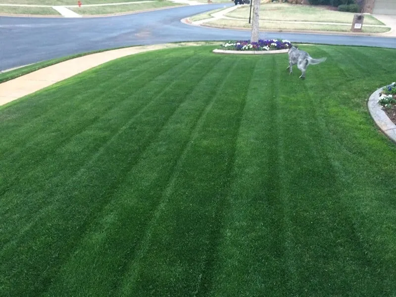 Local yard cleanup service near you across Moore, OK - Garza's Green Grass