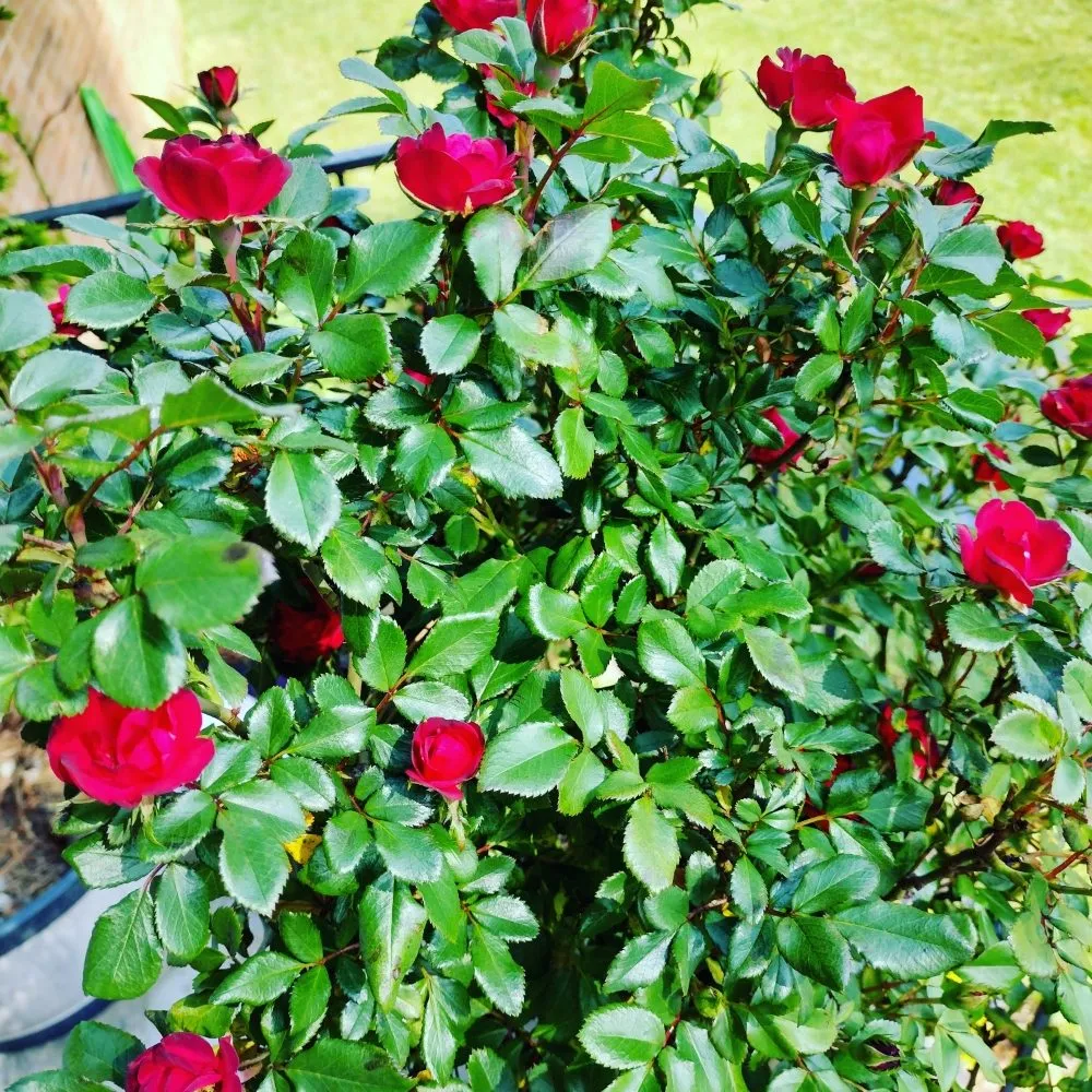 Expert yard cleanup service for year-round maintenance in Raleigh, NC by Gaspar Landscaping