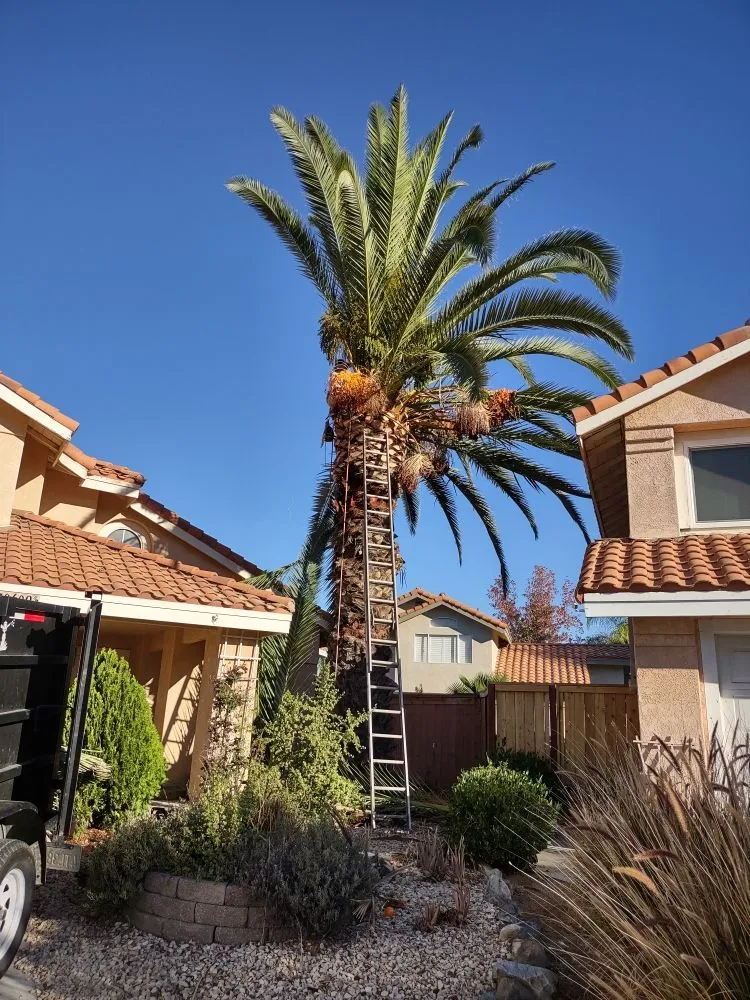 Local lawn mowing service for outdoor upgrades in Riverside, CA by Gaspar Pacific Landscaping