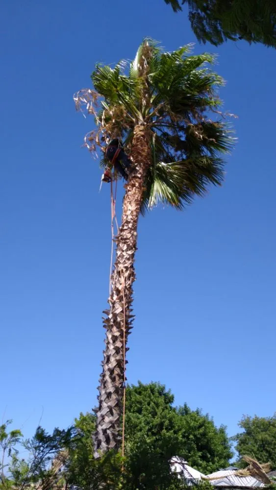 Affordable yard cleanup service with custom design in Riverside, CA by Gaspar Pacific Landscaping