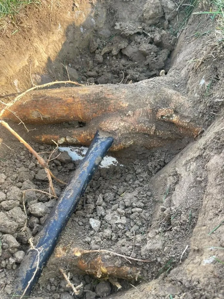 Top-rated outdoor landscaping for year-round maintenance in Bellevue, WA by Gaspar’s Landscaping and Irrigation