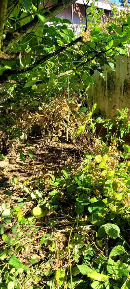 Top-rated garden landscaping in Vancouver, WA - Gaspar's Landscaping and Pressure Washing