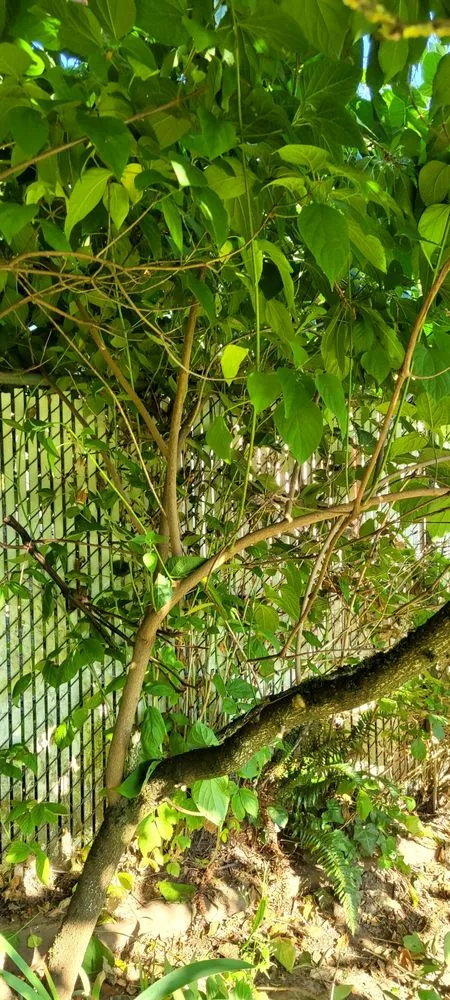 Expert lawn mowing service experts serving Vancouver, WA - Gaspar's Landscaping and Pressure Washing