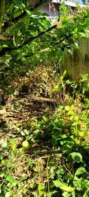 Gaspar's Landscaping and Pressure Washing Logo