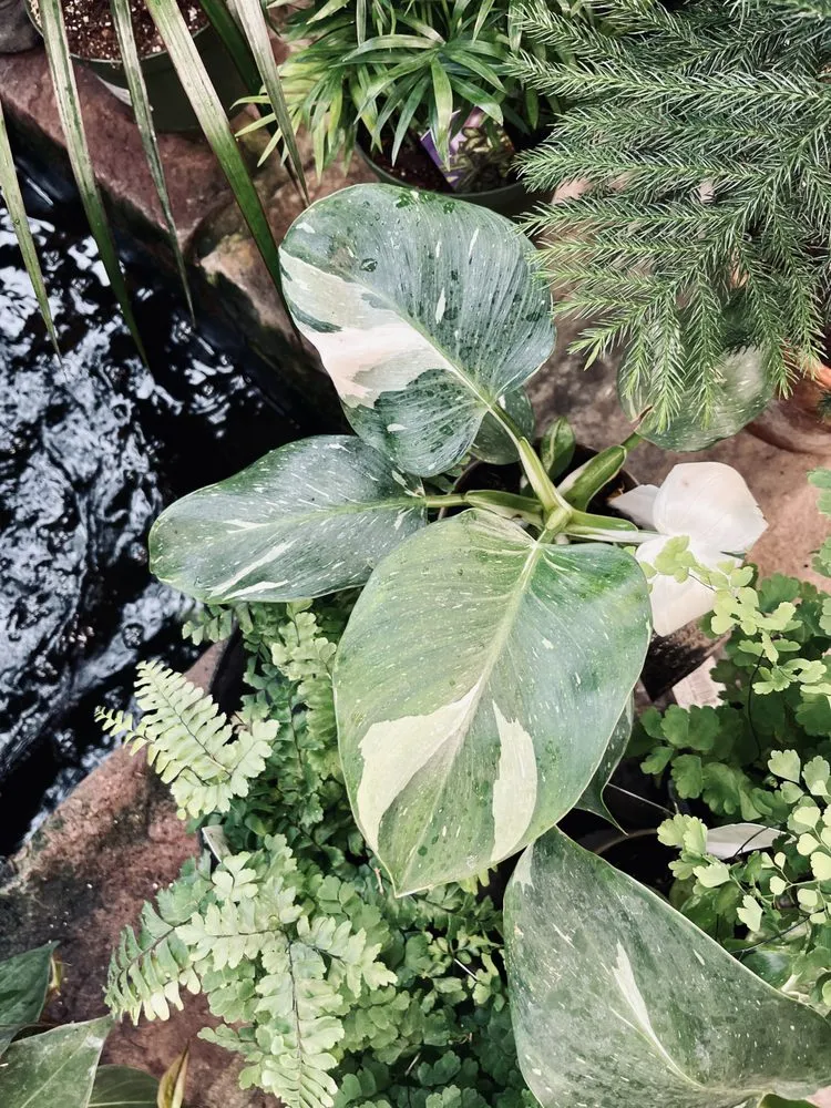 Top-rated lawn care service for outdoor upgrades in Richboro, PA by Gasper Home & Garden Center