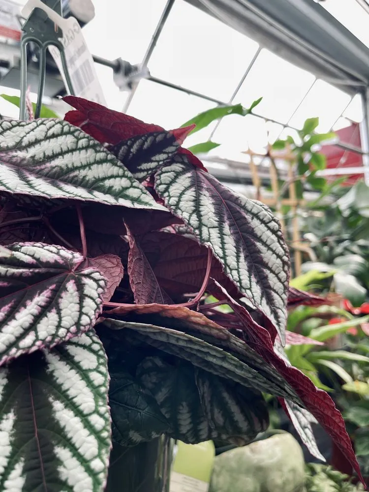 Reliable lawn care service for year-round maintenance in Richboro, PA by Gasper Home & Garden Center