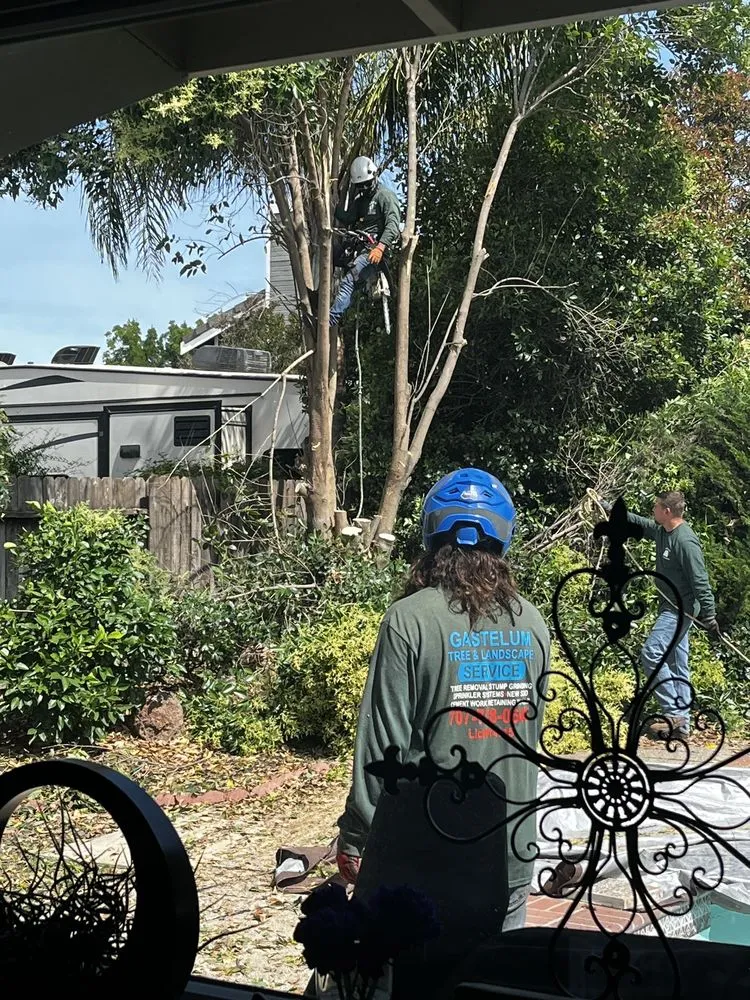 Custom outdoor landscaping experts serving Dixon, CA - Gastelum Tree Service