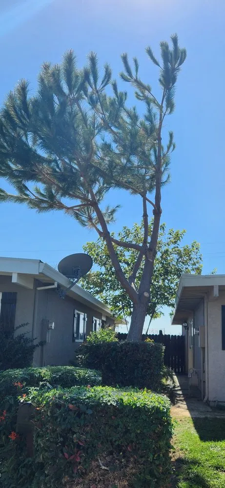 Professional landscape design in Dixon, CA - Gastelum Tree Service