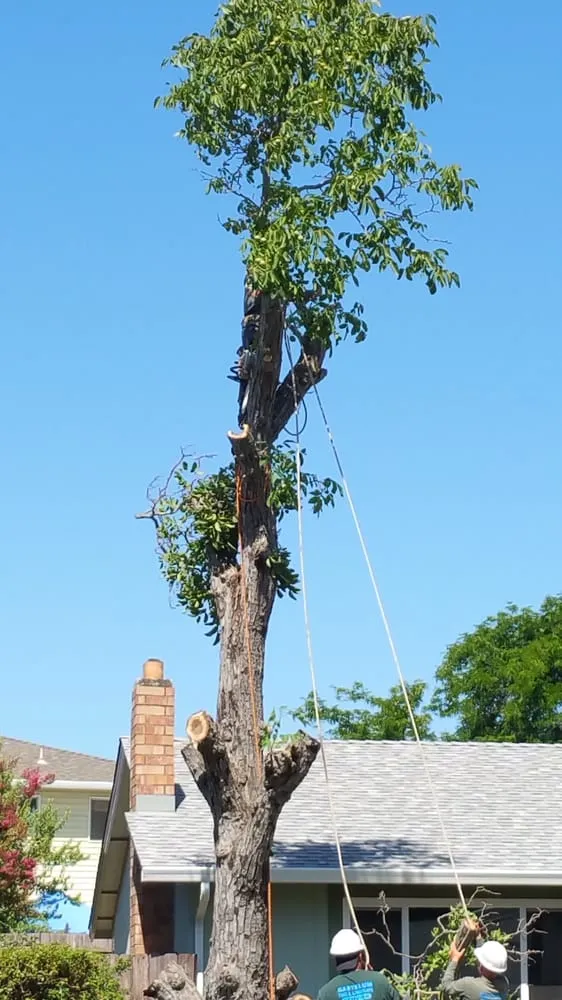 Top-rated yard cleanup service with custom design across Dixon, CA - Gastelum Tree Service